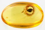 Detailed Fossil Marsh Beetle and Two Aphids in Baltic Amber #367418-1